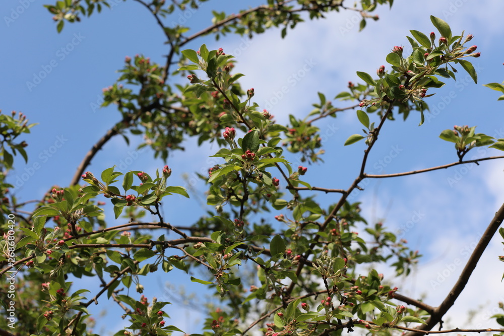 branches of a tree on a blue sky branches of a tree on a blue sky