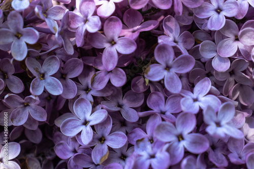 lilac © Spyrydon