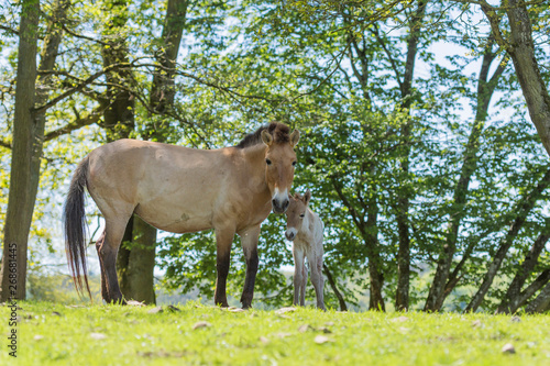 Przewalski horse mare and his foal 