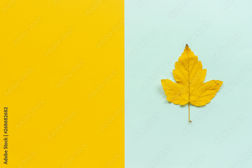 yellow autumn leaf on blue yellow background yellow autumn leaf on blue yellow background