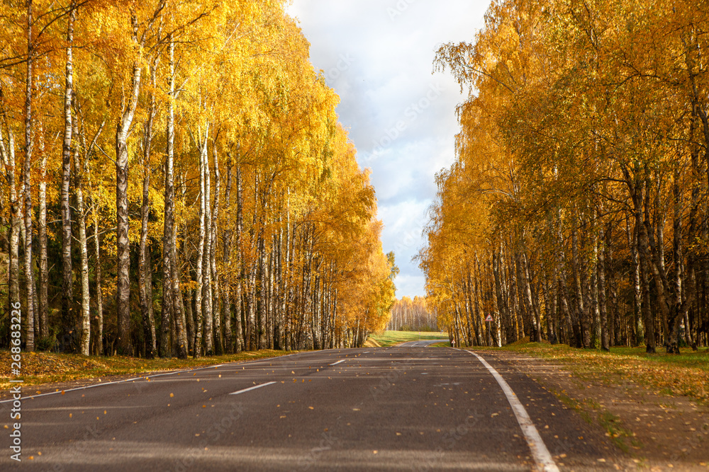 The road through the autumn forest. Golden leaves on the birches