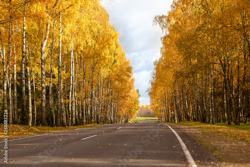 The road through the autumn forest. Golden leaves on the birches