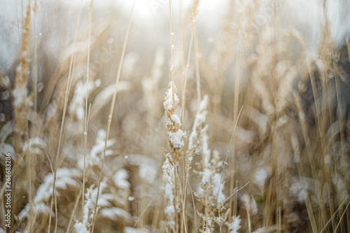 Dry grass in the field under the snow. Image with small field of depth.