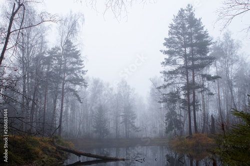 Forest lake in the fog. Pine forest.