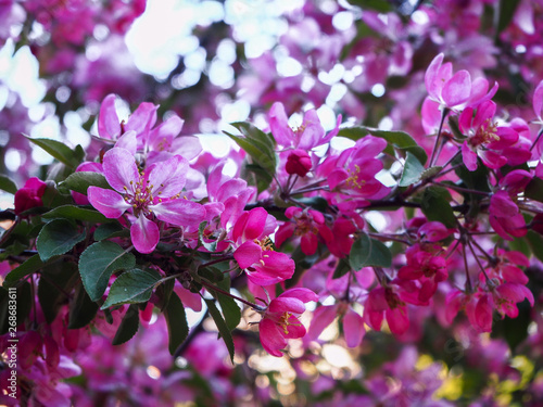 Cherry blossoms branches close view, beautiful summer background photo