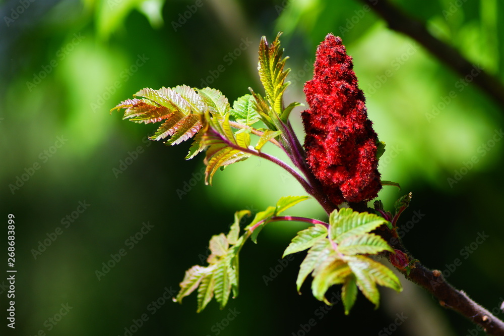 Fototapeta premium SONY DSC