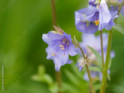 Polémoine bleue ou valériane grecque (Polemonium caeruleum)