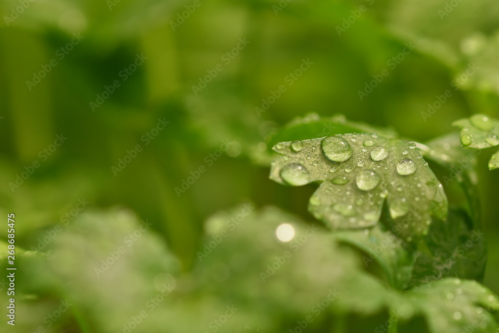 water drops on green leaf water drops on green leaf