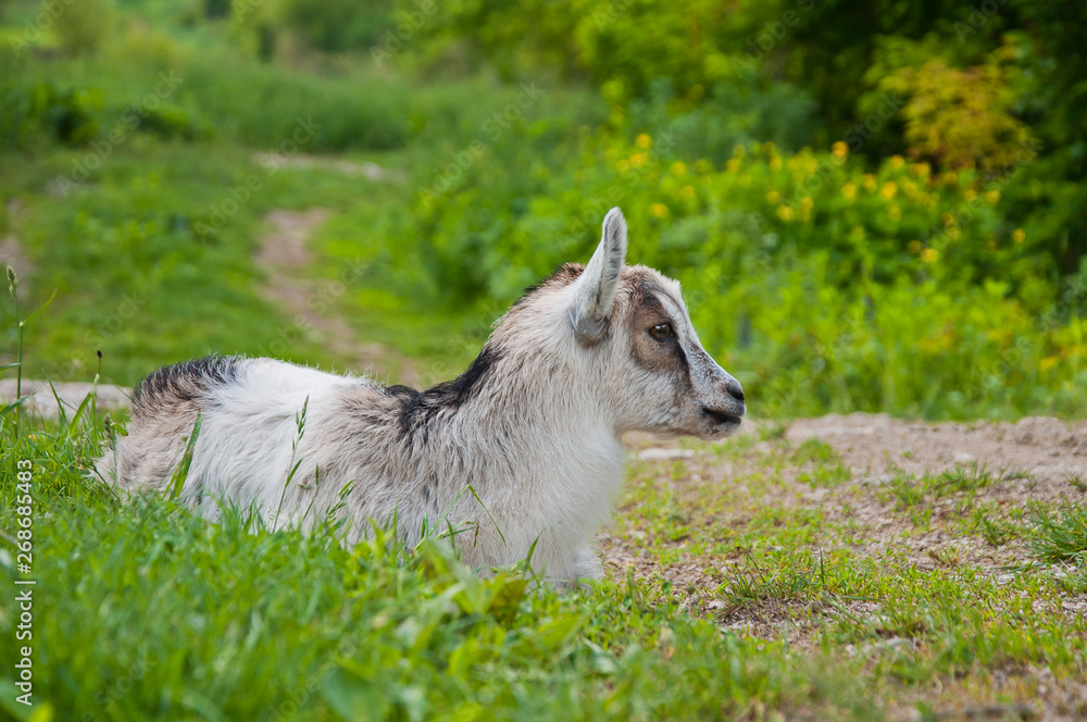 Cute baby goat is sitting among the green grass Cute baby goat is sitting among the green grass