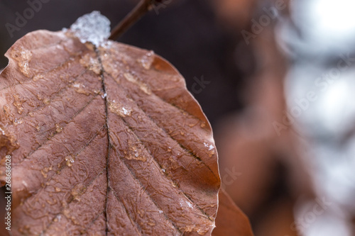 Brown frozen leaves with ice in winter photo