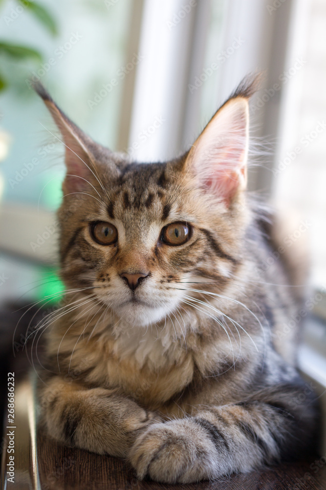A picture of a Maine Coon kitten sitting on a window-sill near an open window A picture of a Maine Coon kitten sitting on a window-sill near an open window