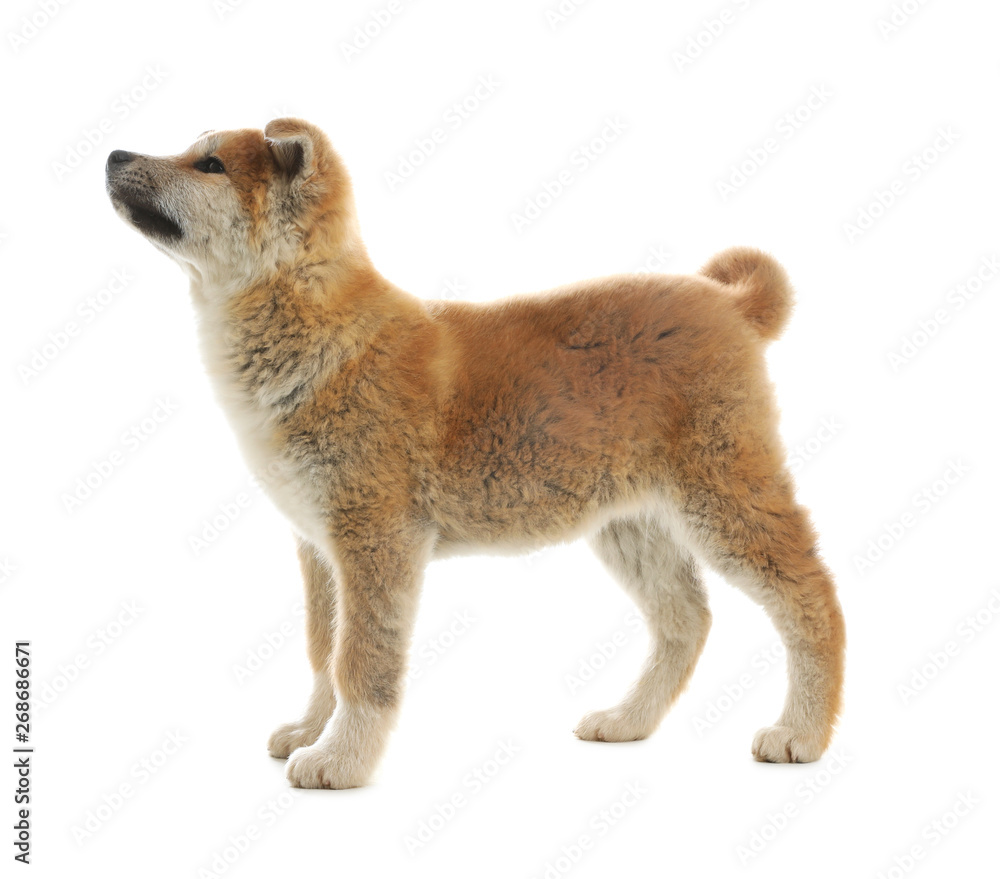 Cute akita inu puppy isolated on white - obrazy, fototapety, plakaty 