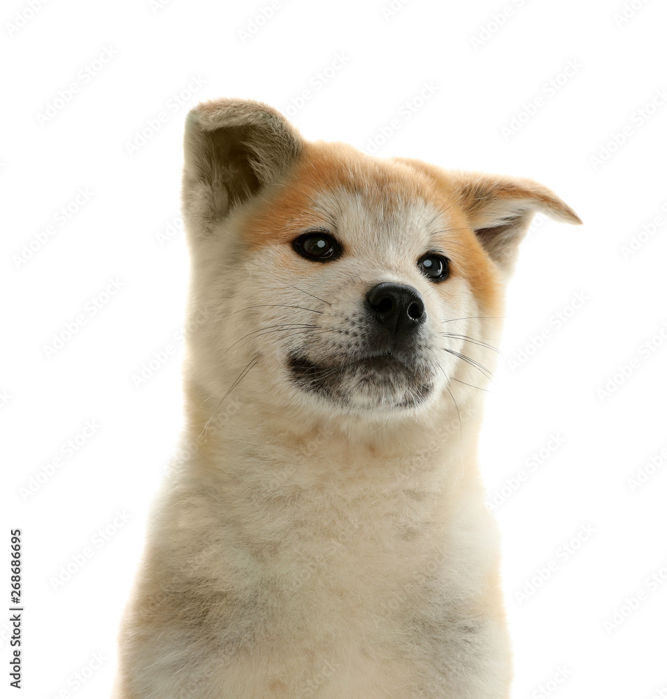 Cute akita inu puppy isolated on white