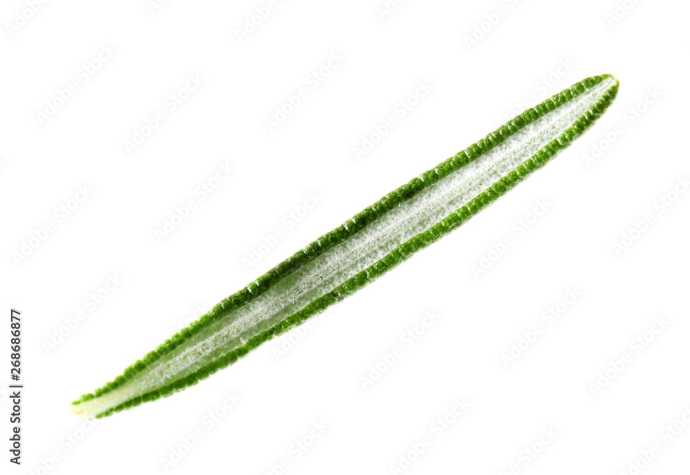 Naklejka premium Fresh green rosemary leaf on white background