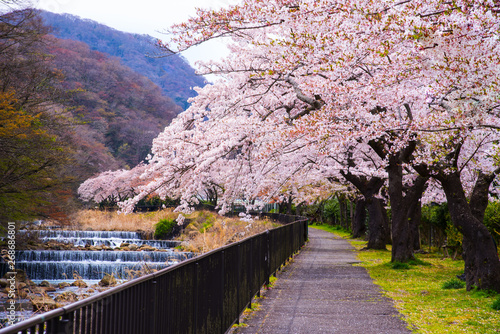 Sticker Cherry blossom full blooming at Hakone park, Japan.