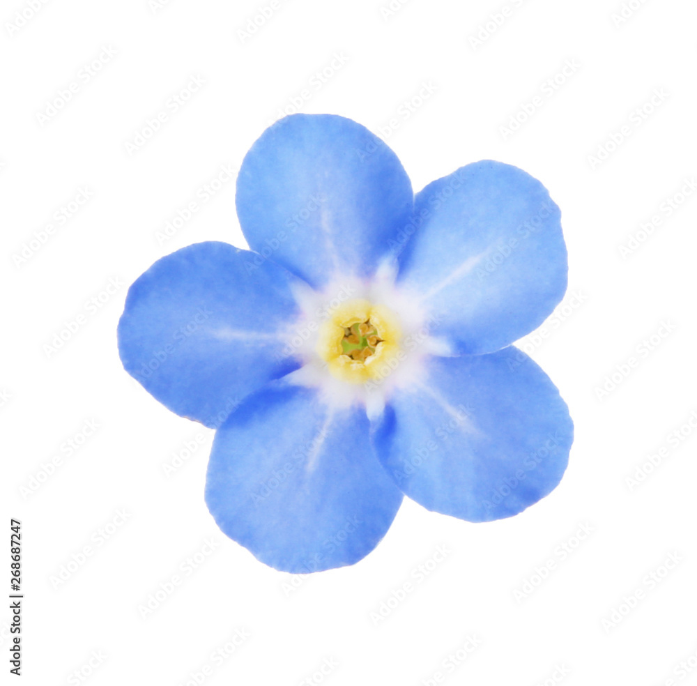 Φωτογραφία Amazing spring forget-me-not flower on white background