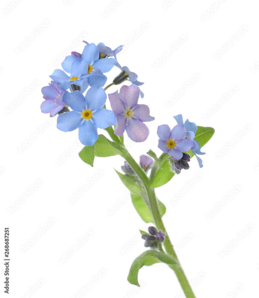 Amazing spring forget-me-not flowers on white background Amazing spring forget-me-not flowers on white background