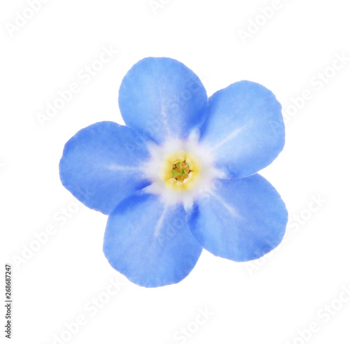 Amazing spring forget-me-not flower on white background
