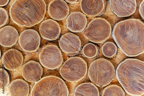 tree cut into round pieces