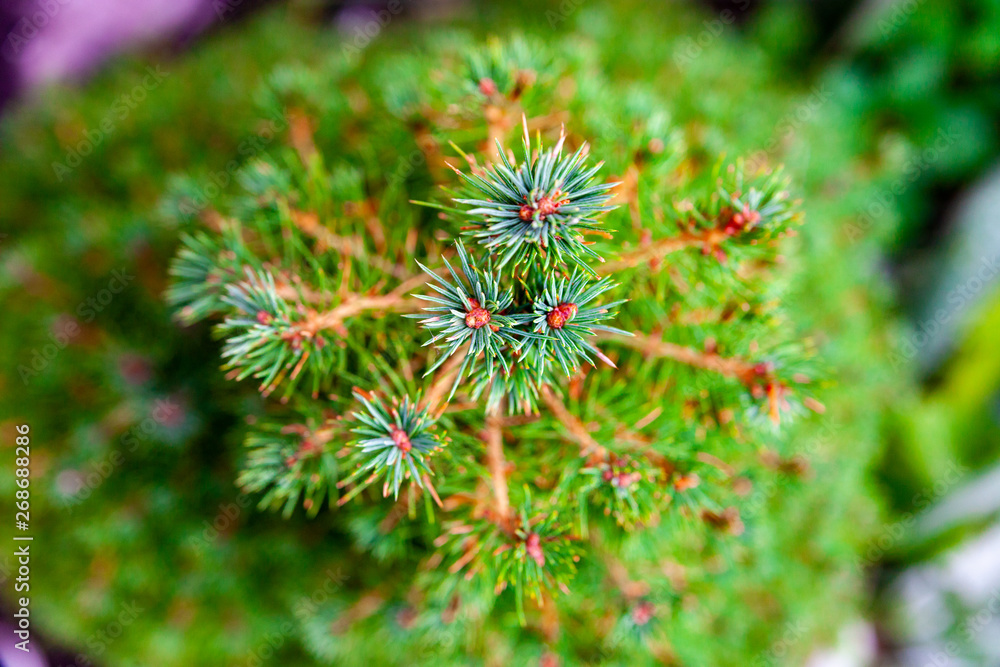 decorative all-season green pine spruce decorative all-season green pine spruce