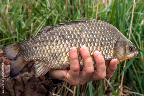  big crucian carp in the hands of a fisherman on a background of grass