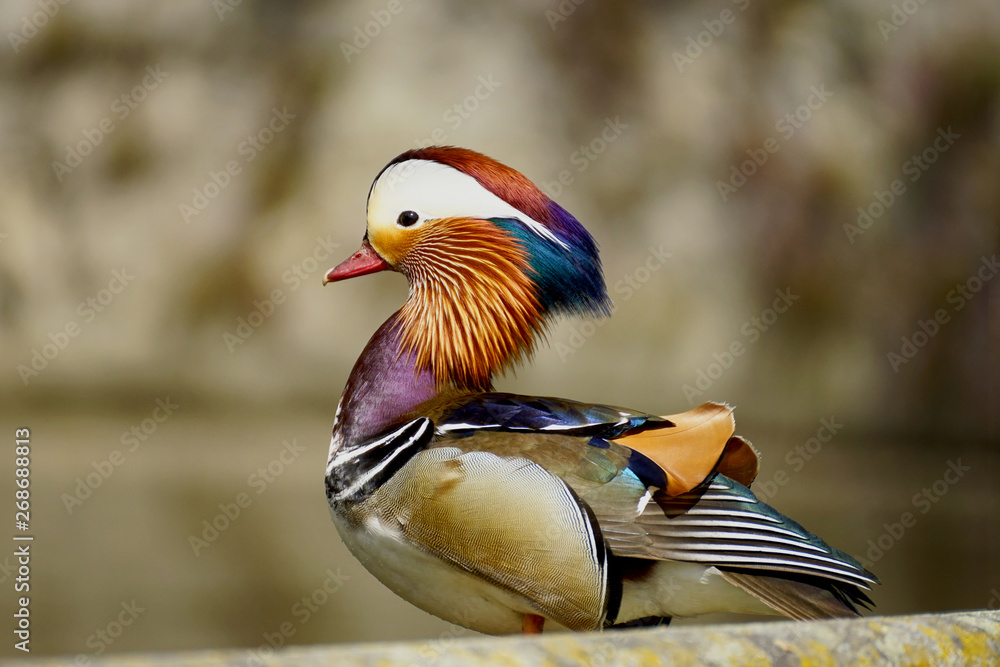 Mandarin Duck: Animal Portrait Mandarin Duck: Animal Portrait