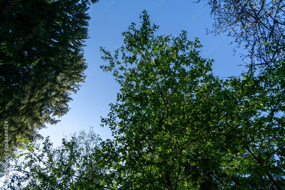 Fototapeta premium Magic trees and paths in the forest during sunny day. Slovakia