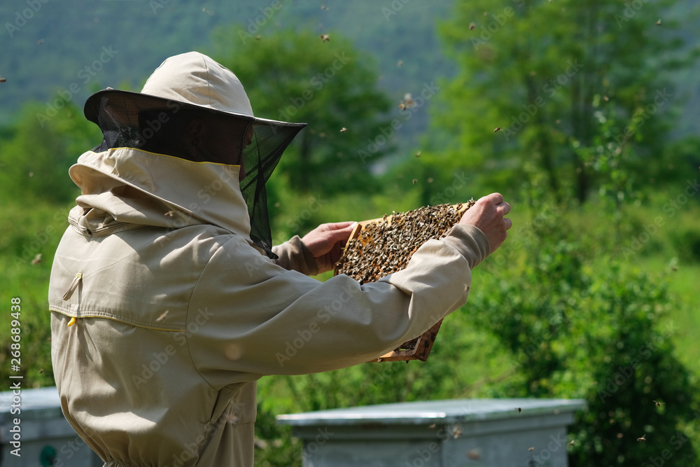 Fotografie Beekeeper working collect honey. Apiary. Beekeeping concept.