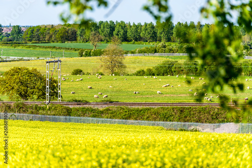 uk train railroad next to rapeseed field in bloom day view in england. spring railway landscape photo