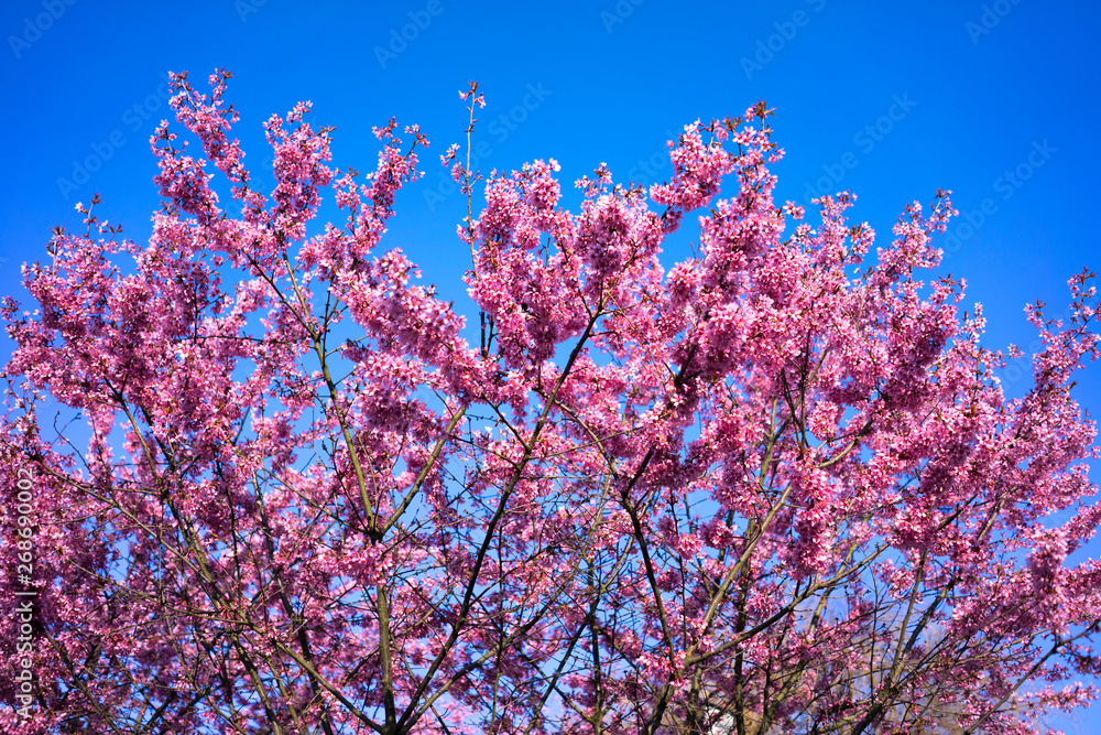 Spring Shidarezakura, Weeping Cherry, Beautiful Pink Cherry or Cherry Blossom, Blooming Spring Tree, Spring Floral Background, Sakura, Cherry Blossom, Cherry Tree with Flowers, Oriental Cherry Bloomin Spring Shidarezakura, Weeping Cherry, Beautiful Pink Cherry or Cherry Blossom, Blooming Spring Tree, Spring Floral Background, Sakura, Cherry Blossom, Cherry Tree with Flowers, Oriental Cherry Bloomin