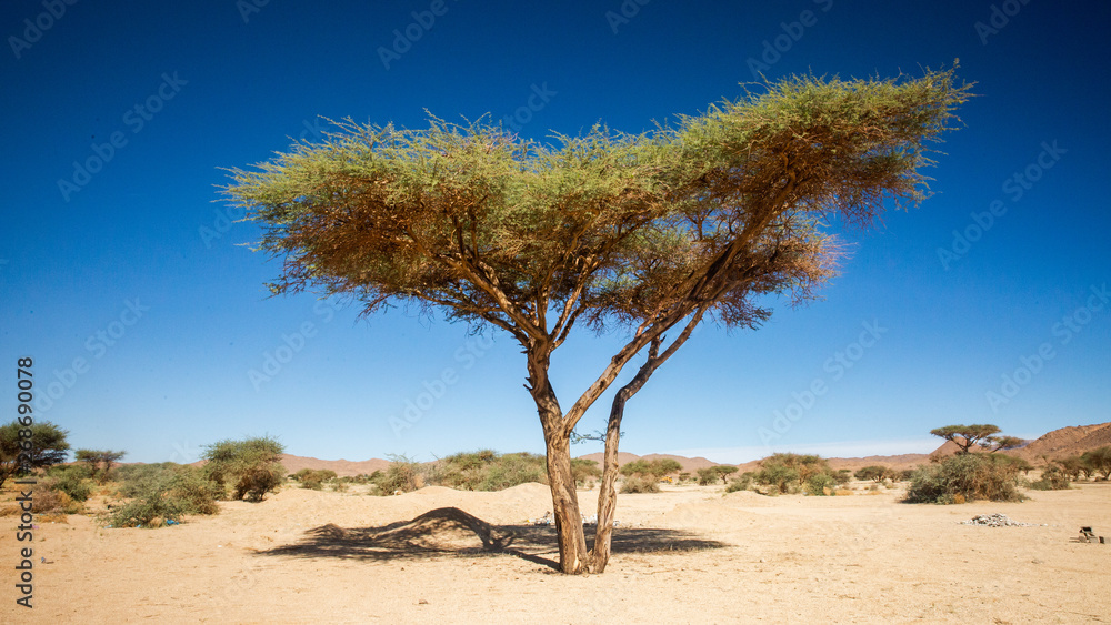 A tree in Tassili'N'Ajjer in Sahara Desert, Algeria A tree in Tassili'N'Ajjer in Sahara Desert, Algeria
