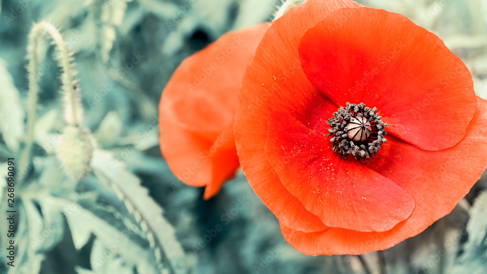 Red Poppies flower. Red wildflowers Red Poppies flower. Red wildflowers