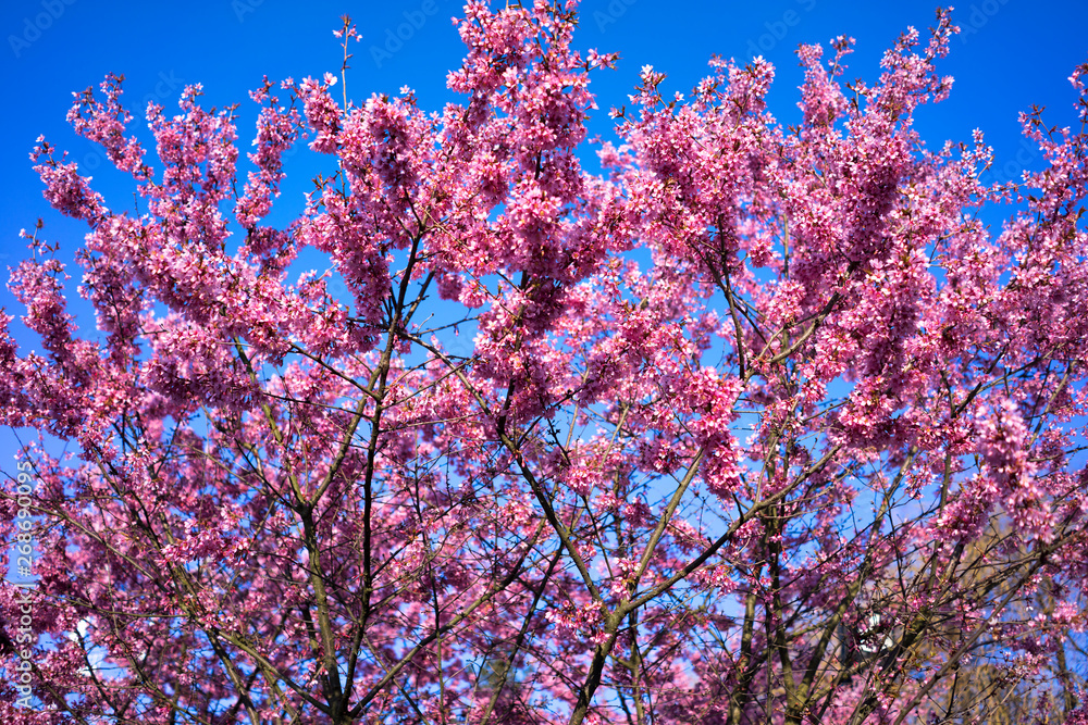 Spring Shidarezakura, Weeping Cherry, Beautiful Pink Cherry or Cherry Blossom, Blooming Spring Tree, Spring Floral Background, Sakura, Cherry Blossom, Cherry Tree with Flowers, Oriental Cherry Bloomin Spring Shidarezakura, Weeping Cherry, Beautiful Pink Cherry or Cherry Blossom, Blooming Spring Tree, Spring Floral Background, Sakura, Cherry Blossom, Cherry Tree with Flowers, Oriental Cherry Bloomin