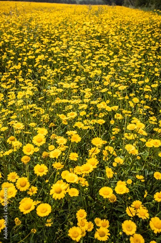 a meadow with yellow flowers