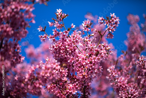 Spring Shidarezakura, Weeping Cherry, Beautiful Pink Cherry or Cherry Blossom, Blooming Spring Tree, Spring Floral Background, Sakura, Cherry Blossom, Cherry Tree with Flowers, Oriental Cherry Bloomin