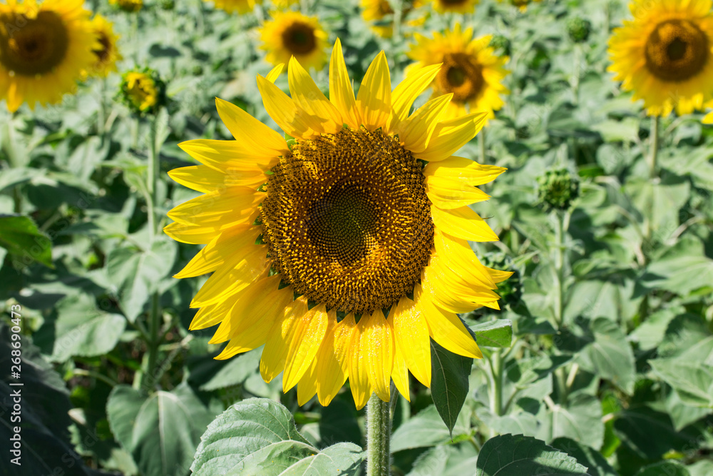 Prettiest sunflowers field. Closeup of sunflower on farm.