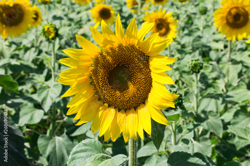 Prettiest sunflowers field. Closeup of sunflower on farm.