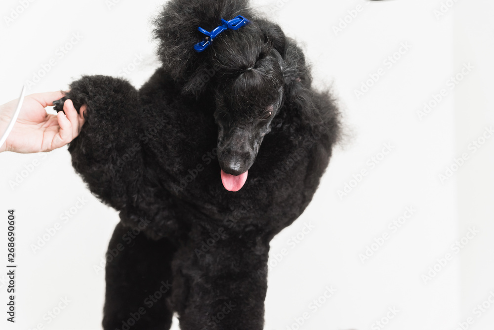 Black poodle in grooming salon
