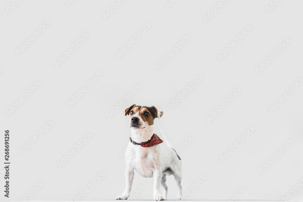 Jack russell standing against white wall