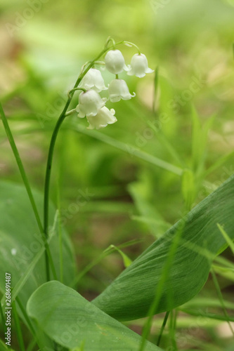  lily of the valley