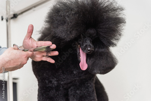 Poodle at grooming salon