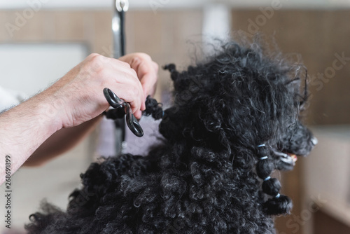 Untagling messy dog's hair