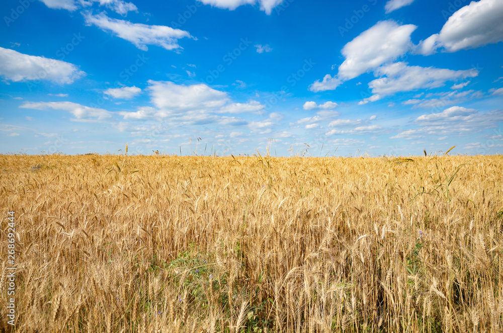 Wheat field against sun light