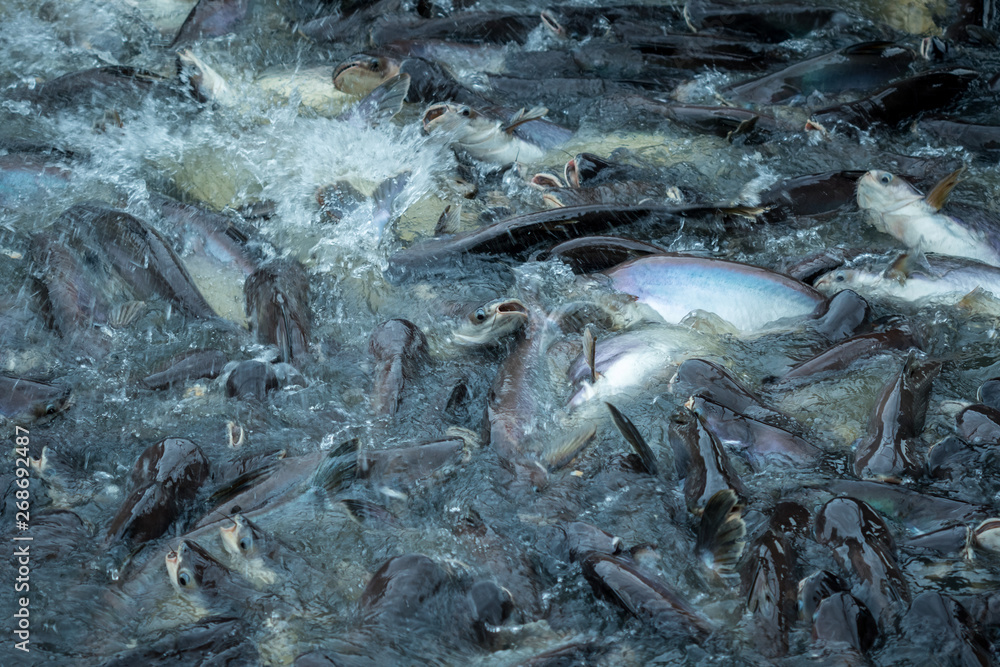 Pangasius fish