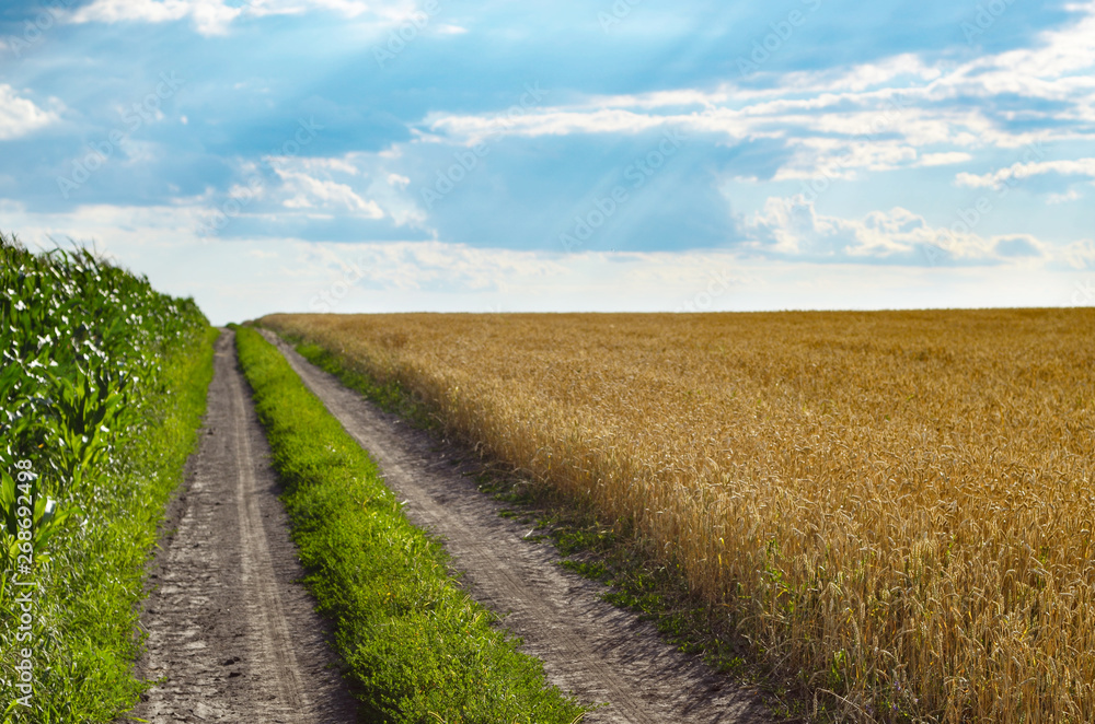 Wheat field under cloudy blue sky in Ukraine