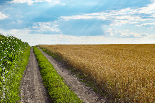 Wheat field under cloudy blue sky in Ukraine