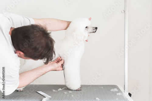 Fototapeta Naklejka Na Ścianę i Meble -  White poodle at grooming salon
