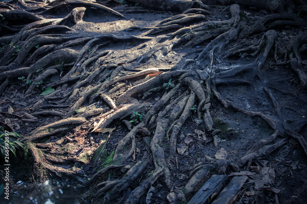 Root of the tree ,Tree trunk, large tree roots Root of the tree ,Tree trunk, large tree roots