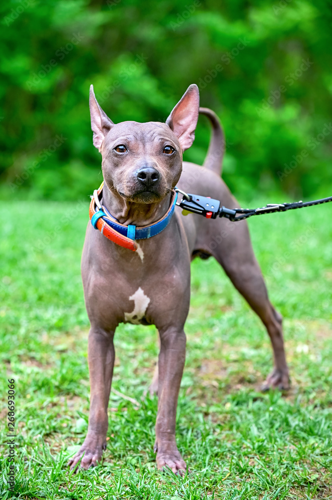 American Hairless Terriers dog in tan  with white spot on  chest standing on blurred green natural background 