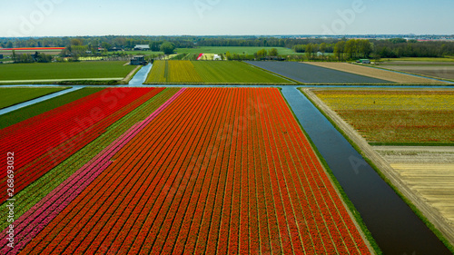 Foto Aerial view of bulb-fields in springtime, located between the towns of Lisse and